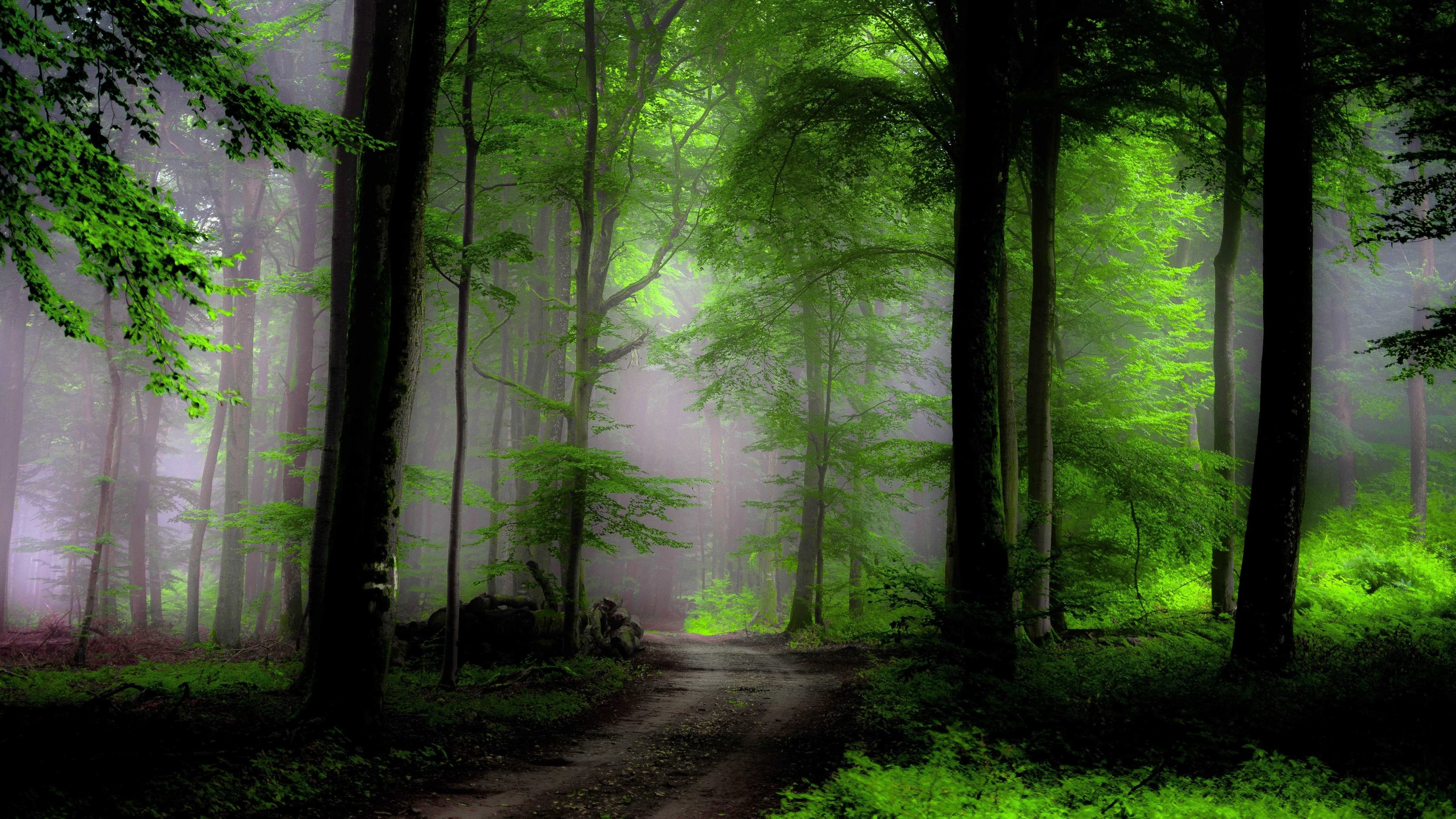 4K green forest nature wallpaper