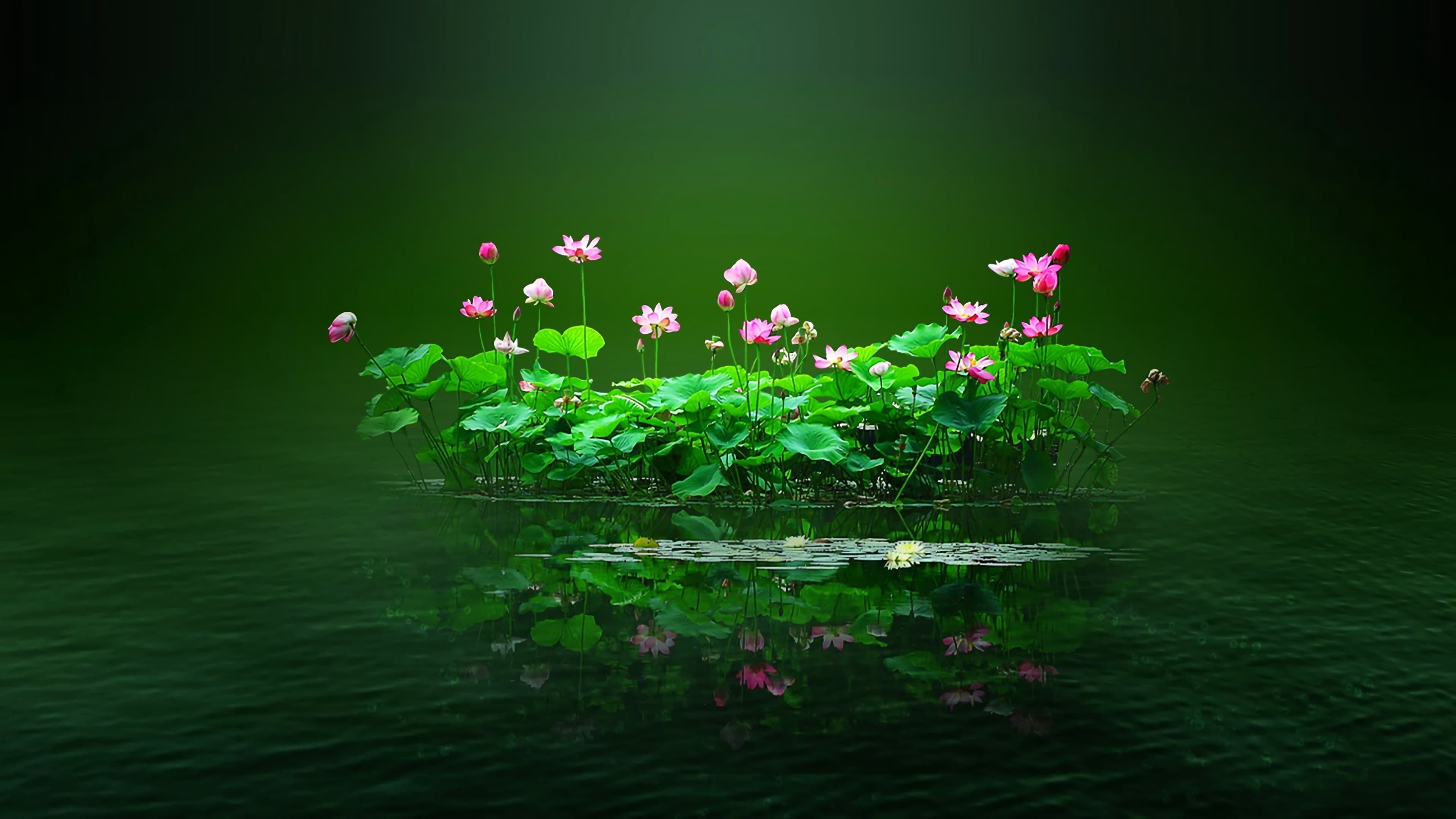 Nature underwater scene with flowers wallpaper