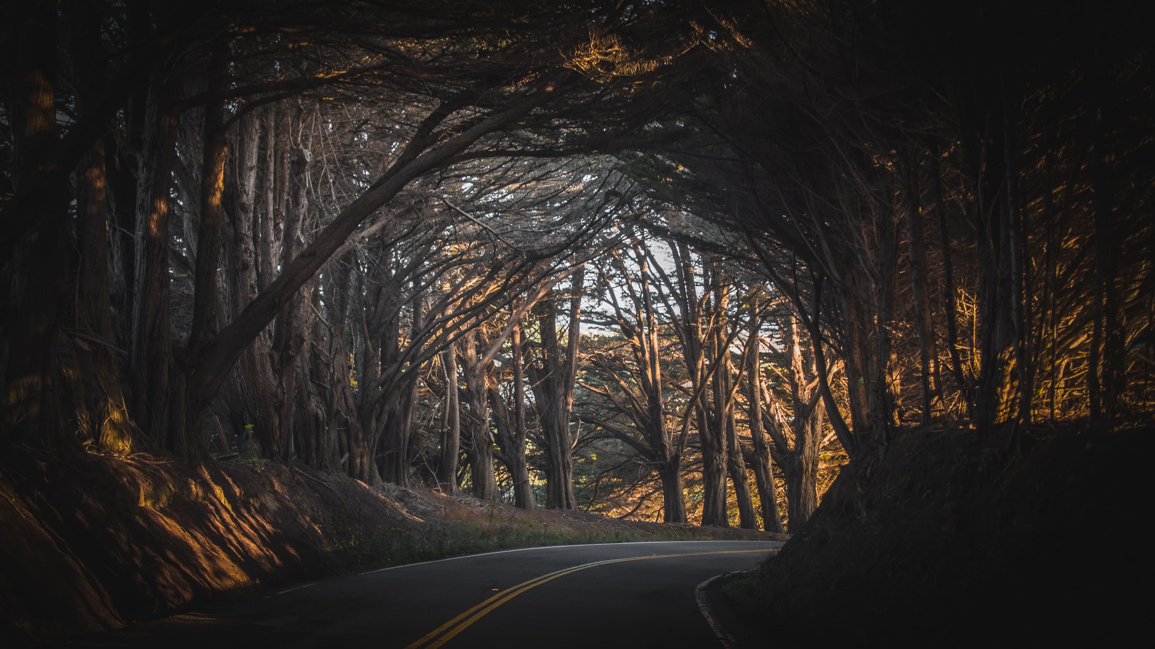 Forest landscape photography wallpaper in 4K