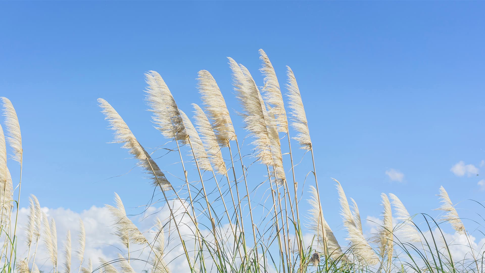 HD prairie landscape wallpaper