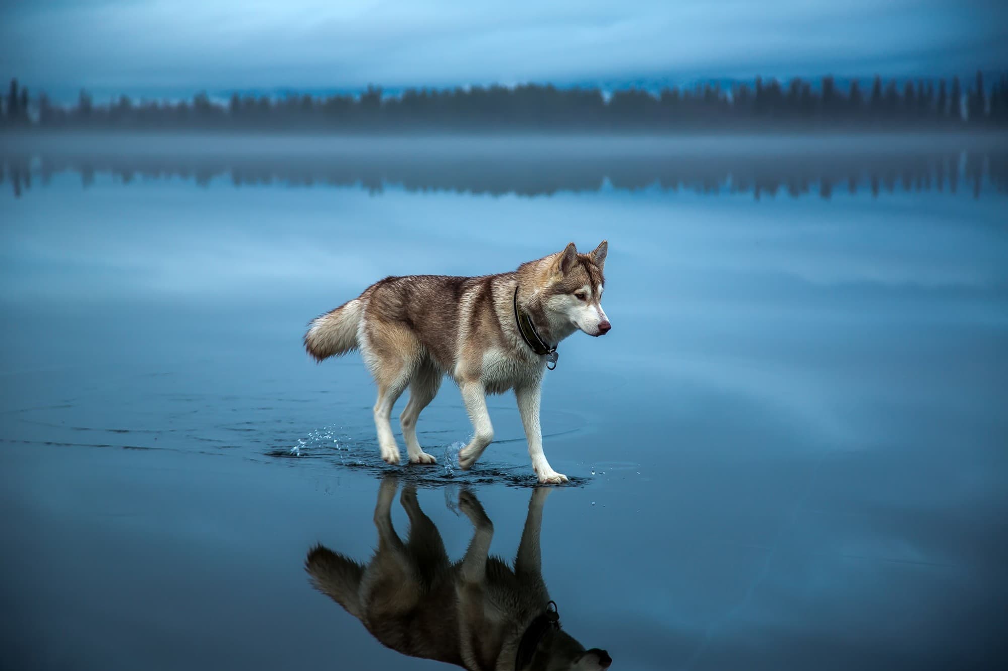 HD wallpaper of lake and dog in snow