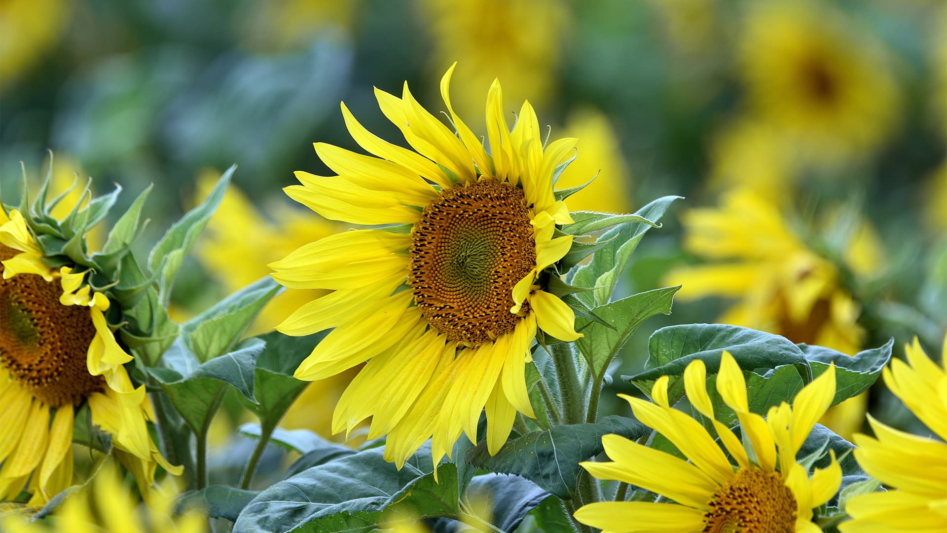 HD yellow natural photography wallpaper