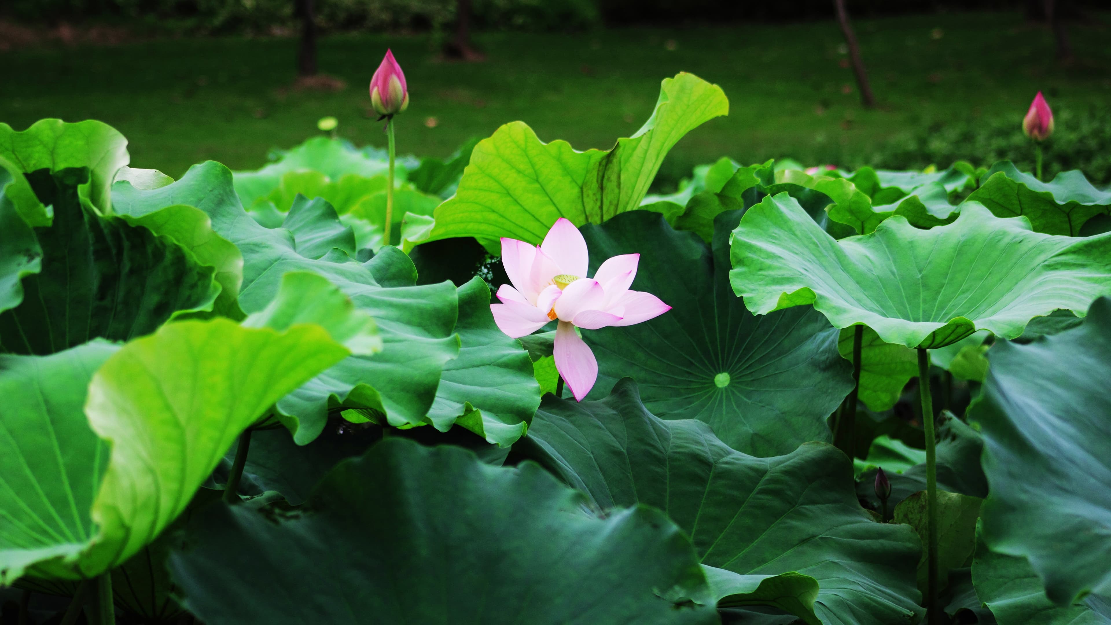 Nature flower 4K wallpaper
