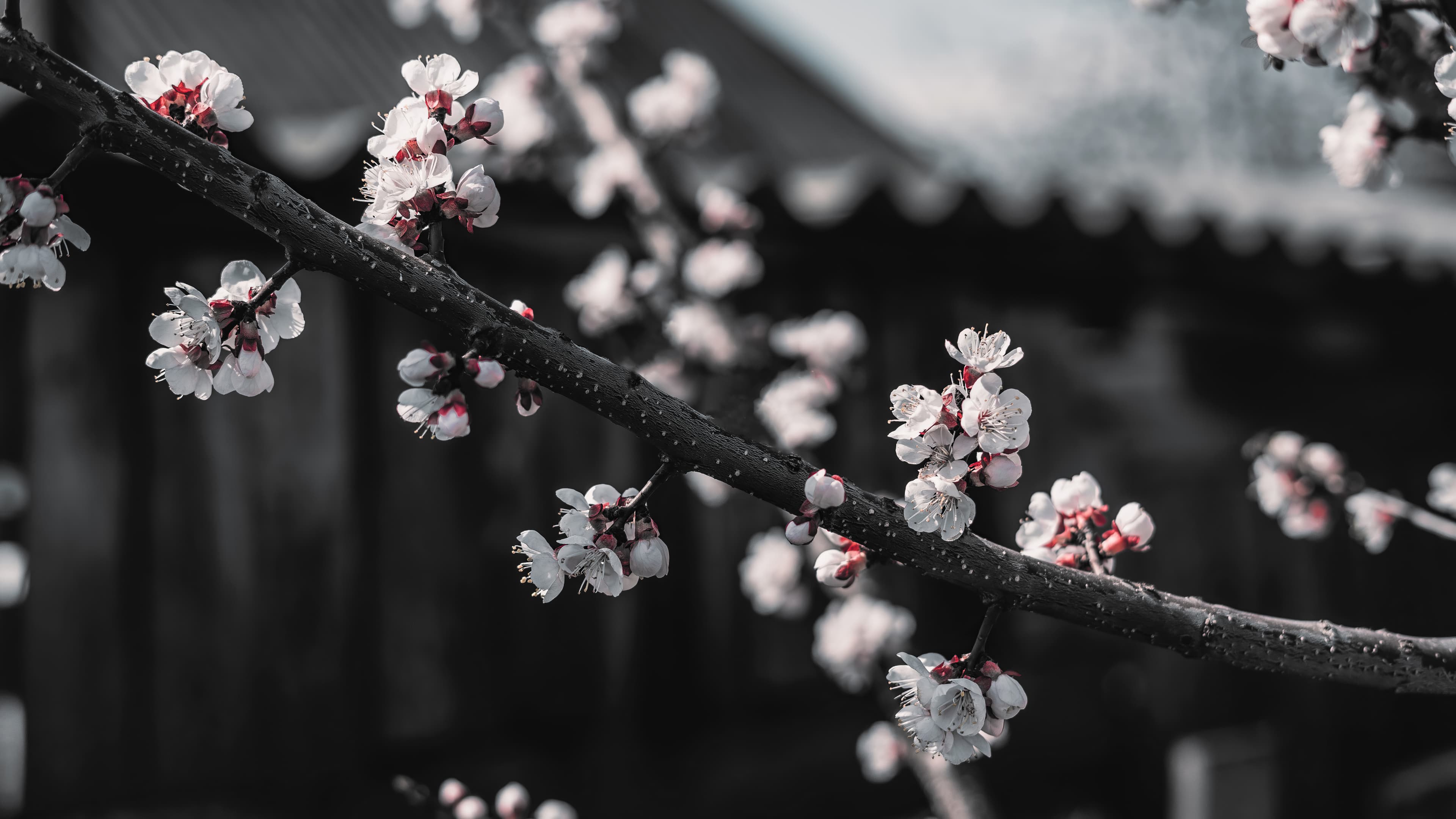Spring cherry blossom wallpaper, 4K UHD
