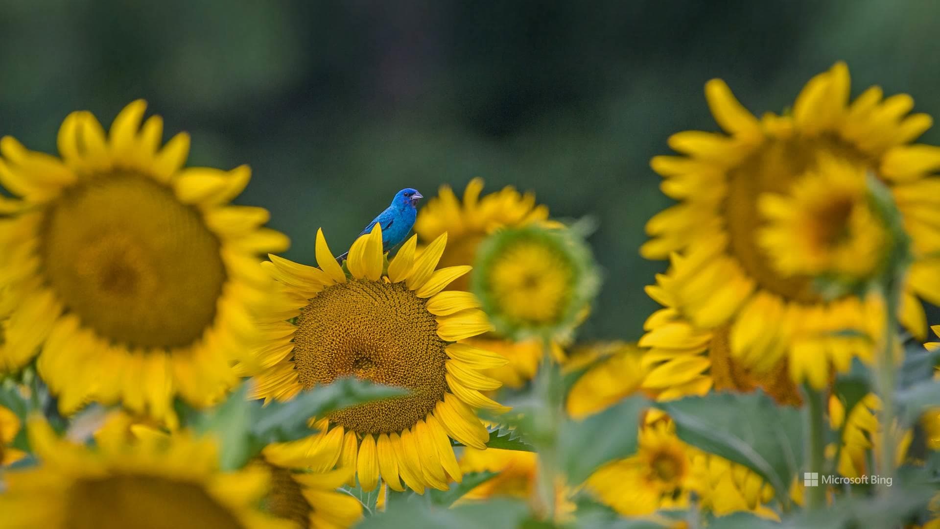 Wallpaper of sunflowers and wildlife